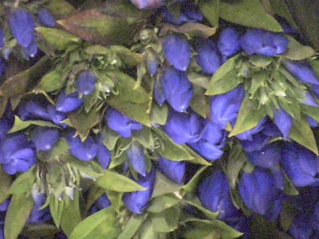 トルコ桔梗(一重)